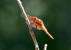 Libellula saturata