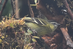 Phyllomyias nigrocapillus