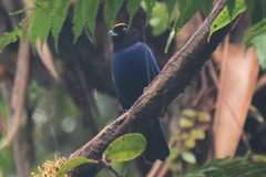 Iridosornis rufivertex