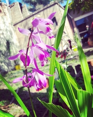 Bletilla