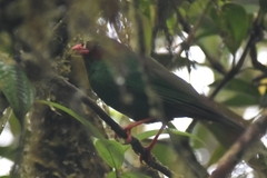 Chlorornis riefferii