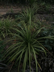 Beaucarnea recurvata