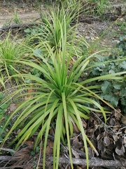 Beaucarnea recurvata