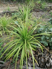 Beaucarnea recurvata