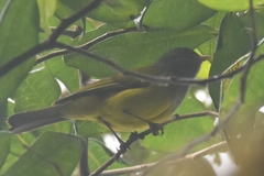 Cnemoscopus rubrirostris