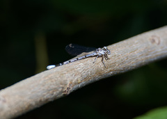 Argia