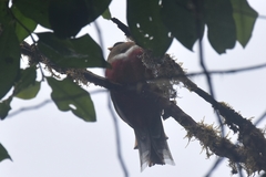 Trogon personatus