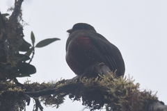 Trogon personatus