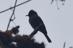 Contopus fumigatus