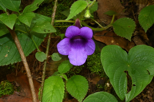 Achimenes hintoniana (Achimenes hintoniana)