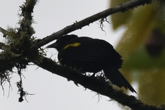 Cacicus chrysonotus
