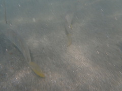 Umbrina roncador