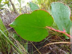 Protea cordata