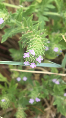 Verbena bracteata