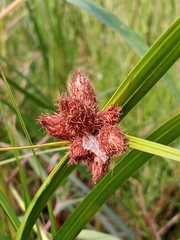 Bolboschoenus robustus