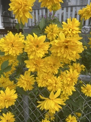 Rudbeckia