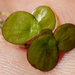 Greater Duckweed - Photo (c) Patrick Hacker, some rights reserved (CC BY), uploaded by Patrick Hacker
