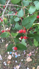 Lonicera