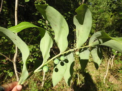 Phyllosticta convallariae