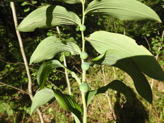 Phyllosticta convallariae