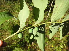 Phyllosticta convallariae