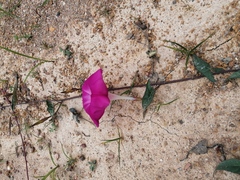 Ipomoea elongata
