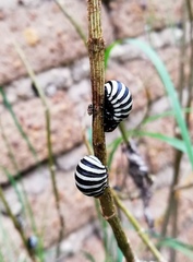 Leptinotarsa undecimlineata