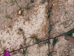 Ipomoea elongata