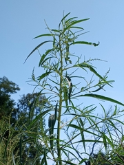 Amaranthus cannabinus