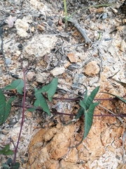 Ipomoea elongata