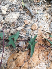 Ipomoea elongata