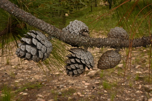 Image of Pinus oocarpa by (c) Dante S. Figueroa, some rights reserved (CC BY-SA)