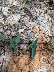 Ipomoea elongata