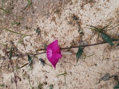 Ipomoea elongata