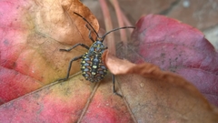 Pachylis argentinus