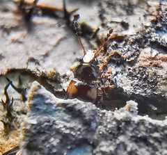 Salpingidae