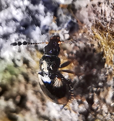 Salpingidae