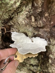 Calcipostia guttulata
