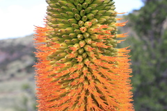Aloe broomii