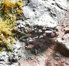 Salpingidae