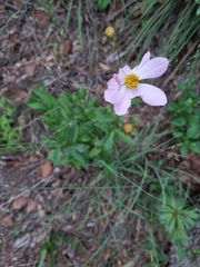 Cosmos palmeri