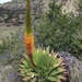 Aloe broomii - Photo (c) lorainevdb,  זכויות יוצרים חלקיות (CC BY-NC), הועלה על ידי lorainevdb