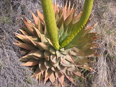Aloe broomii