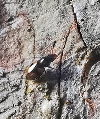 Salpingidae