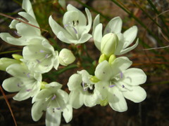 Codonorhiza fastigiata