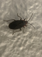 Melacoryphus rubicollis