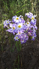 Leucocoryne coquimbensis