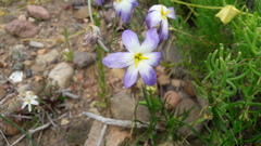 Leucocoryne coquimbensis