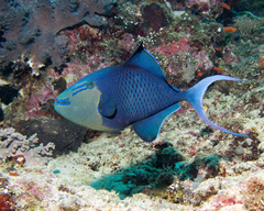 Odonus niger