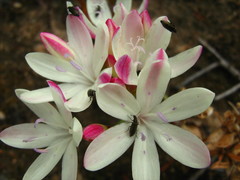 Codonorhiza fastigiata